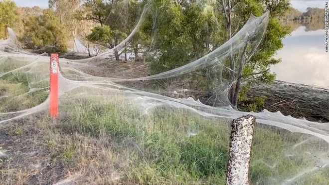 Hàng ngàn con nhện nhảy dù gây ác mộng ở Bắc Ireland - Ảnh 2.