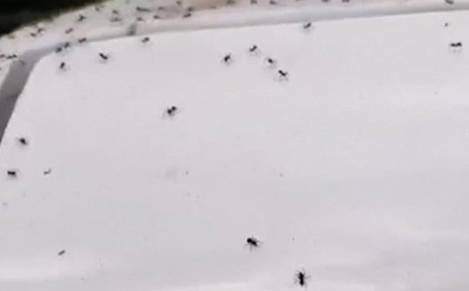 Hàng ngàn con nhện nhỏ bò trên xe hơi và các bề mặt ngoài trời ở thị trấn Banbridge, Bắc Ireland. Ảnh: Daily Mail