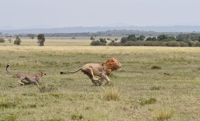 Sau phút sợ hãi, báo mẹ rượt đuổi sư tử cứu đàn con - Ảnh 4.
