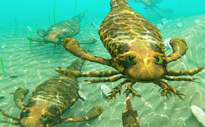 Loài bọ cạp biển mới được tìm thấy này là họ hàng của loài nhện và cua móng ngựa ngày nay (Ảnh: Getty Images / iStockphoto)