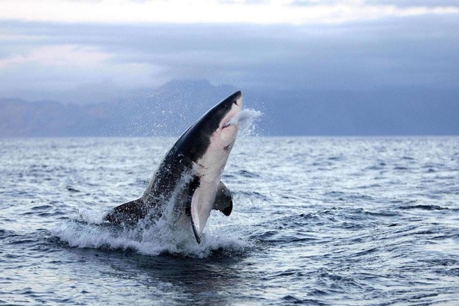 Lý do bất ngờ giải thích tại sao cá mập trắng lớn tấn công con người - Ảnh 1.