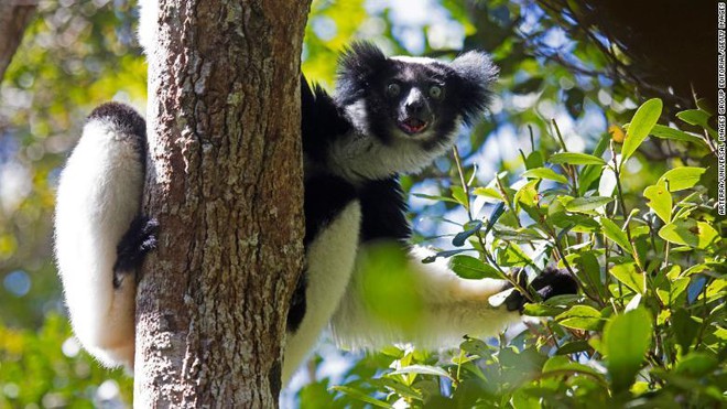 Phát hiện sốc vượn cáo ở Madagascar biết hát có nhịp điệu - Ảnh 1.