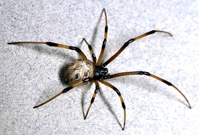 Những sự thật khó tin về loài nhện - Ảnh 3.