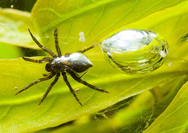 Những sự thật khó tin về loài nhện - Ảnh 6.