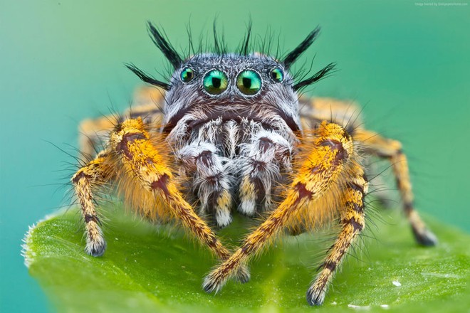 Những sự thật khó tin về loài nhện - Ảnh 8.