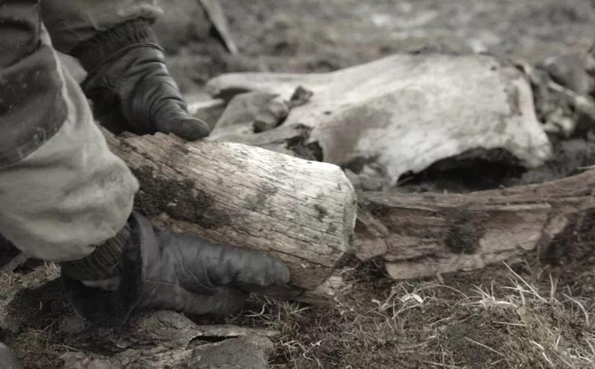 Bộ xương voi ma mút được khai quật tại Siberia mùa hè này cho thấy bằng chứng về con người thời kỳ đồ đá.