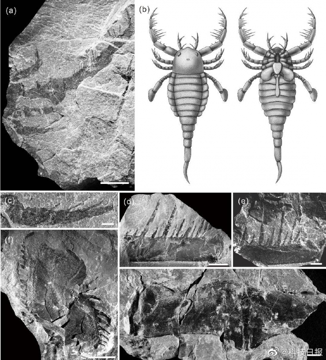 Trung Quốc phát hiện hóa thạch “bọ cạp biển” 430 triệu năm - Ảnh 1.