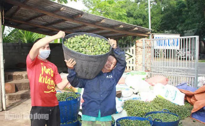 Thu mua cau bán cho Trung Quốc, kiếm hàng trăm triệu đồng mỗi vụ - Ảnh 6.