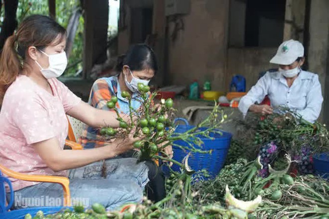 Thu mua cau bán cho Trung Quốc, kiếm hàng trăm triệu đồng mỗi vụ - Ảnh 8.