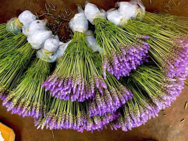 Lavender Đà Lạt đi đường hàng không về khiến chị em Hà Thành mê như điếu đổ - Ảnh 1.
