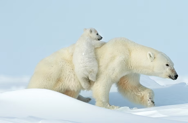 Khoảnh khắc hiếm hoi của gấu Bắc Cực sinh ba trong tự nhiên - Ảnh 4.