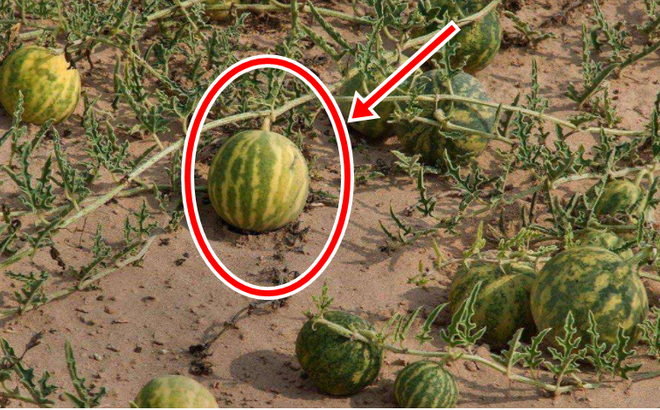 Một anh chàng vô tình tìm thấy rất nhiều quả dưa hấu lạ trên sa mạc. (Ảnh: Kknews)