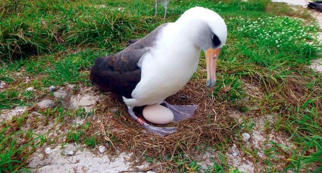 Loài chim hải âu già nhất thế giới vẫn... đẻ trứng - Ảnh 2.
