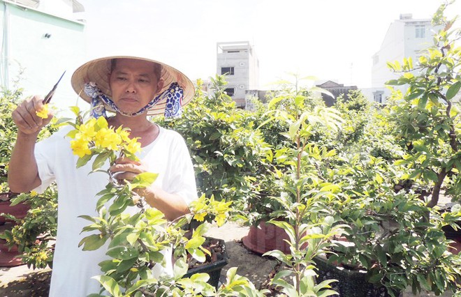 Từ thanh niên chăn bò đến tỉ phú trồng mai - Ảnh 1.