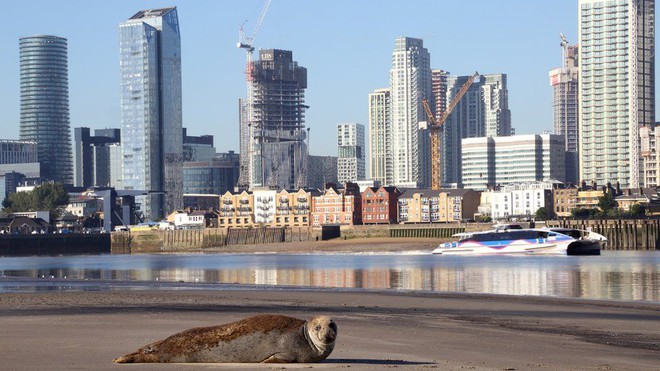 Cá mập hồi sinh ở sông Thames sau 64 năm dòng sông bị coi ‘chết sinh học’ - Ảnh 1.