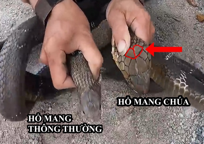 Tránh nhầm lẫn chết người, đây là cách phân biệt hổ mang chúa, hổ mang thường và hổ trâu - Ảnh 1.