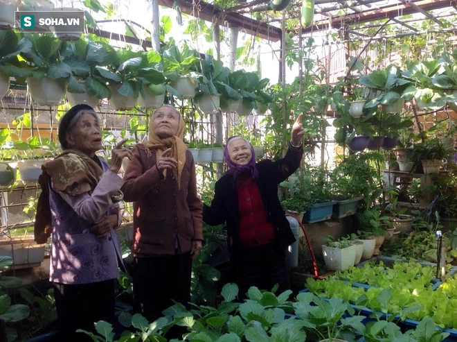 Cô giáo Hà Nội mát tay trồng cả chợ rau trên 30m2 sân thượng, người ở quê lên cũng phải nể - Ảnh 9.