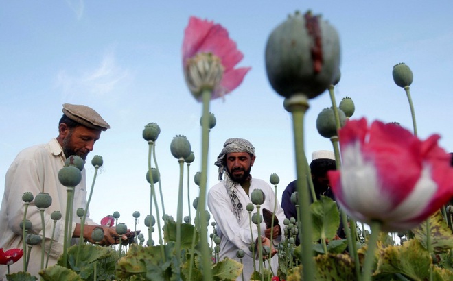 Nông dân làm việc tại một cánh đồng anh túc ở tỉnh Jalalabad, Afghanistan. Ảnh: Reuters