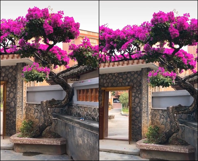 Được nhiều người để mắt đến, chủ nhân cây hoa giấy hét giá 7 tỷ đồng - Ảnh 3. Được nhiều người để mắt đến, chủ nhân cây hoa giấy hét giá 7 tỷ đồng - Ảnh 3.