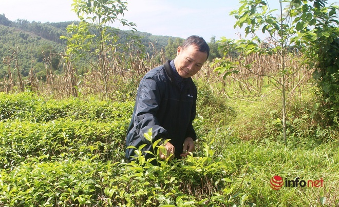 Lão nông đánh thức vùng đất khó, thu nhập chục tỷ mỗi năm - Ảnh 1.