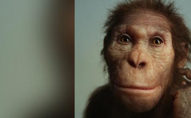 Một nghiên cứu đã kết luận rằng, Australopithecus sediba là họ hàng chuyển tiếp của loài người cổ đại. (Ảnh: CNN)