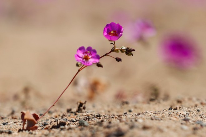 Hoa nở rộ trên sa mạc khô cằn nhất thế giới - Ảnh 2.