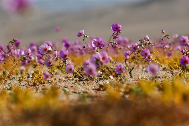 Hoa nở rộ trên sa mạc khô cằn nhất thế giới - Ảnh 3.