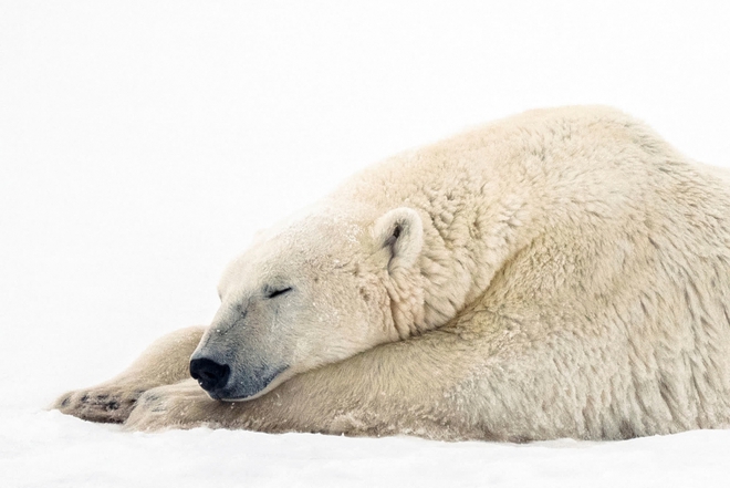Khám phá cuộc sống bất ngờ và thú vị ở “vương quốc gấu Bắc Cực” - Ảnh 2.