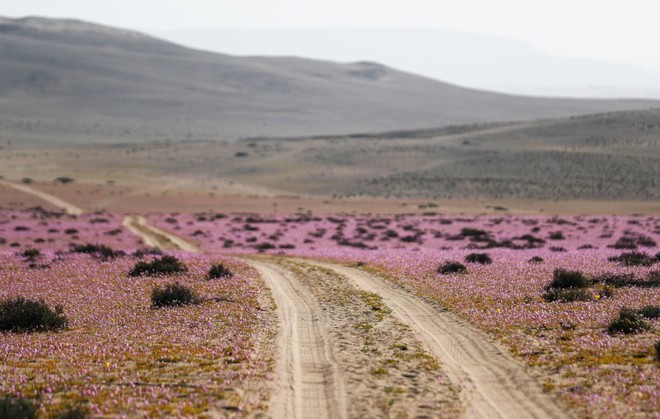 Hoa nở rộ trên sa mạc khô cằn nhất thế giới - Ảnh 5.