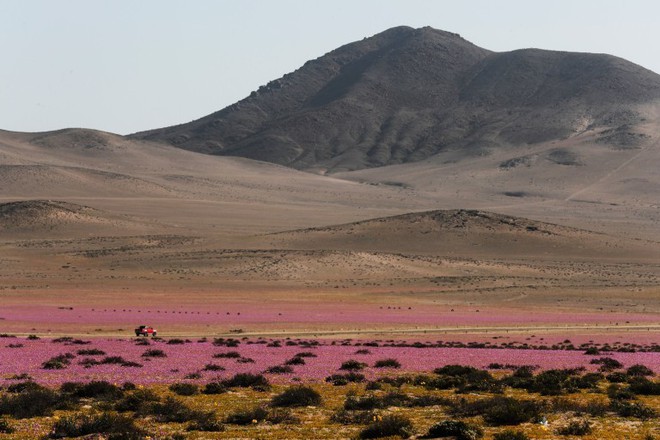 Hoa nở rộ trên sa mạc khô cằn nhất thế giới - Ảnh 6.