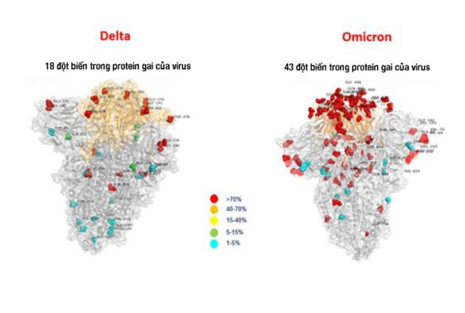 Chuyên gia miễn dịch: Đừng lo quá! Hy vọng Omicron không phải kẻ huỷ diệt - vì 3 lý do - Ảnh 2.