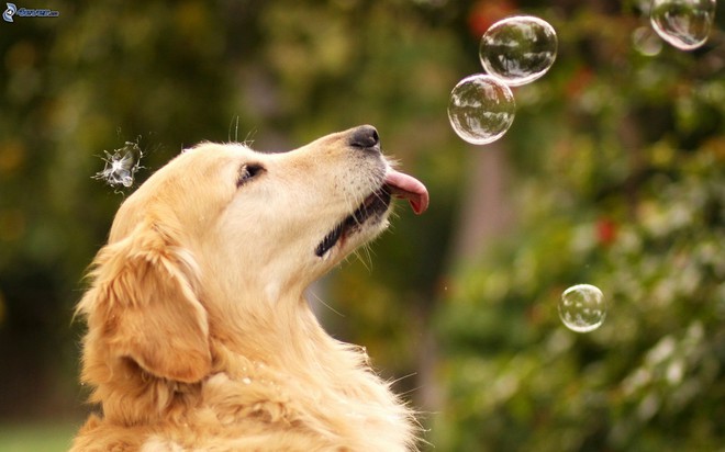 CHÓ GOLDEN RETRIEVER  NGƯỜI BẠN TUYỆT VỜI