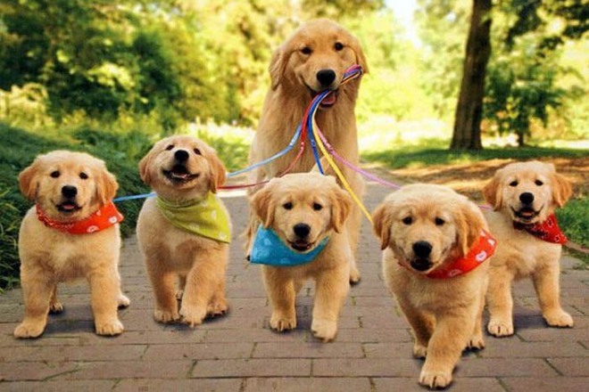 Chó Golden Retriever - Bạn biết gì về giống chó thông minh thứ 4 thế giới này? - Ảnh 1.