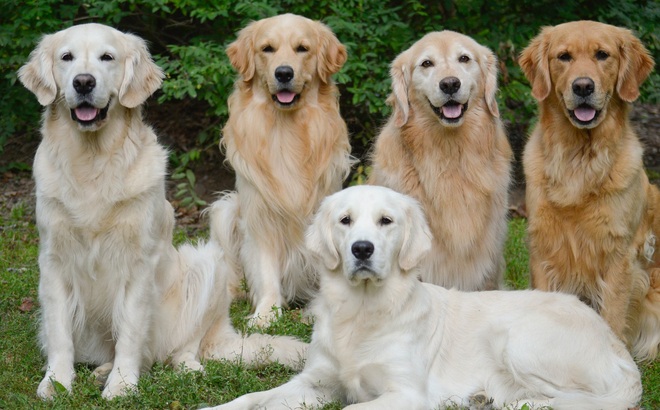 Chó Golden Retriever là một trong số những loài chó thông minh bậc nhất thế giới. (Ảnh: Pinterest)