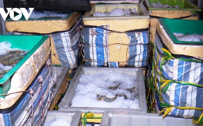 Gần 1 tấn tôm chứa tạp chất bị lực lượng Công an tỉnh Bạc Liêu phát hiện và thu giữ. (Ảnh: Trọng Nguyễn)