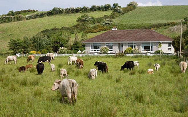 Ireland sẽ phải ‘làm thịt’ hơn 1 triệu con bò để cứu hành tinh. (Ảnh: Globallookpress)