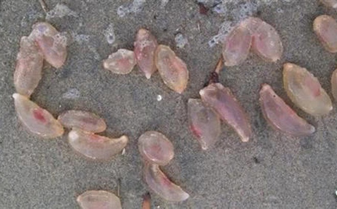 Một chàng trai bản địa trong lúc đi dạo biển tình cờ tìm thấy vô số "cục thạch" trên bãi cát. (Ảnh: Kknews)