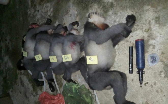 Năm cá thể voọc chà vá chân xám bị bắn chết ở Quảng Ngãi thuộc bộ linh trưởng nhóm cực kỳ quý hiếm trong Sách đỏ Việt Nam và Sách đỏ IUCN.