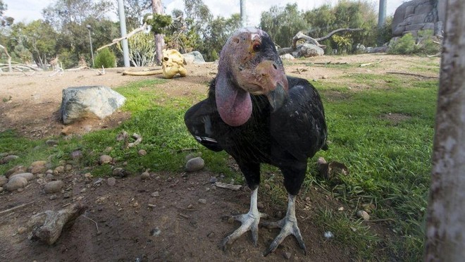 Gà Condor là loài sinh sản vô tính đầu tiên được biết đến - Ảnh 1.