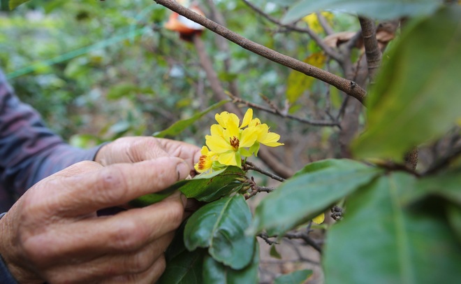  Chưa đến Tết vườn mai vàng đã nở rộ khiến nhiều nông dân buồn méo mặt  - Ảnh 4.