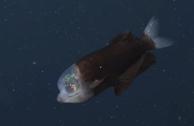 Phát hiện cá ngoài hành tinh, đầu trong suốt, mắt phát sáng xoay tròn - Ảnh 3. Phát hiện cá ngoài hành tinh, đầu trong suốt, mắt phát sáng xoay tròn - Ảnh 3.