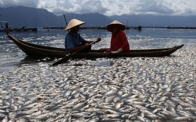 Cá chết nổi trắng mặt hồ núi lửa Maninjau. Ảnh: Antara News.