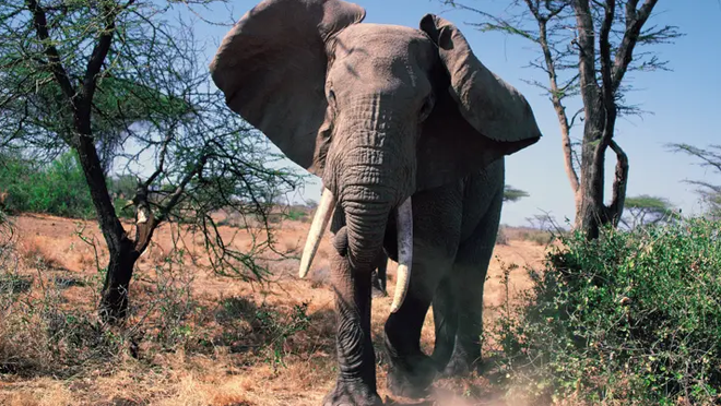 Chạm trán với đàn voi, du khách tham quan suýt mất mạng - Ảnh 1.