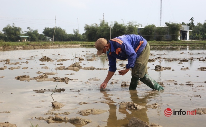 Sáng sớm xách xô đi bắt loại sinh vật hại lúa, nông dân xứ Quảng bỏ túi ngay vài trăm mỗi ngày - Ảnh 2.