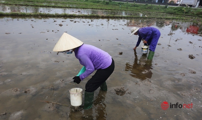 Sáng sớm xách xô đi bắt loại sinh vật hại lúa, nông dân xứ Quảng bỏ túi ngay vài trăm mỗi ngày - Ảnh 7.