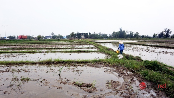 Sáng sớm xách xô đi bắt loại sinh vật hại lúa, nông dân xứ Quảng bỏ túi ngay vài trăm mỗi ngày - Ảnh 9.