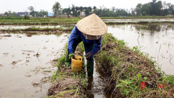 Sáng sớm xách xô đi bắt loại sinh vật hại lúa, nông dân xứ Quảng bỏ túi ngay vài trăm mỗi ngày - Ảnh 10.