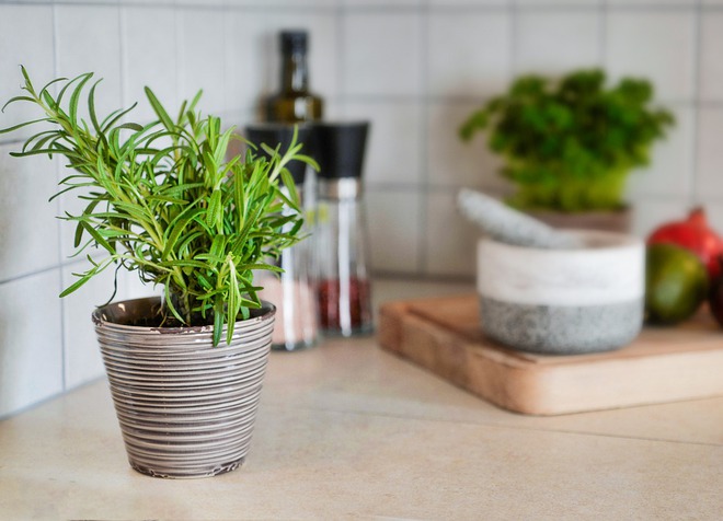 8 loại cây khử mùi cực tốt nên đặt trong phòng bếp - Ảnh 3.