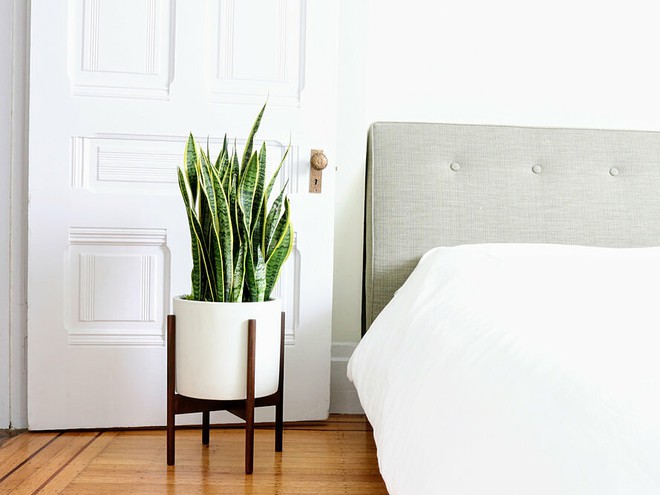 10 loại cây cực thích hợp đặt trong phòng ngủ, vừa trang trí vừa tốt cho sức khỏe - Ảnh 1.