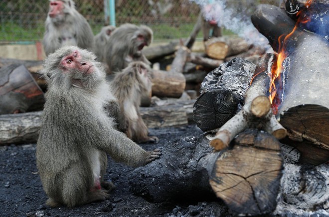 Khỉ quây quần bên đống lửa trong phong tục đông chí kỳ lạ - Ảnh 2.